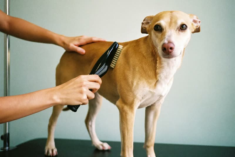 A dog being brushed on the grooming table