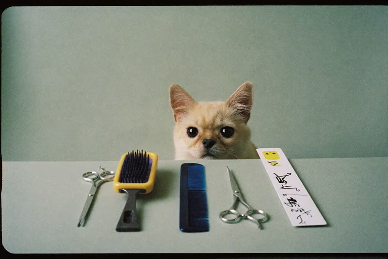 Grooming tools laid out ready on the table