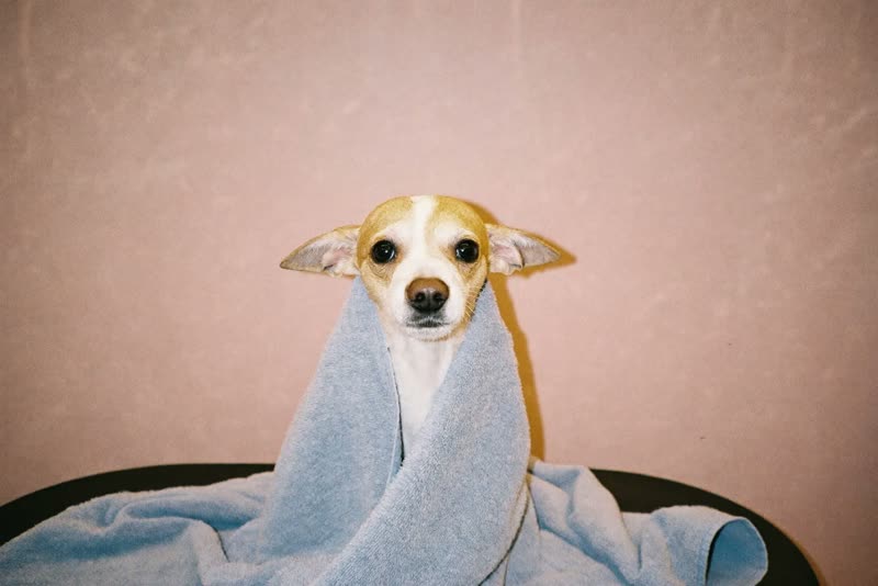 Towel-wrapped dog drying off after a bath