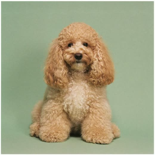 Small curly-coated dog with a freshly scissored full-groom finish