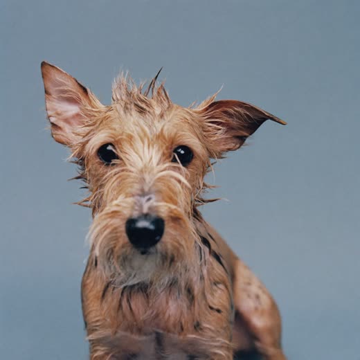 Damp-coated terrier fresh from a bath