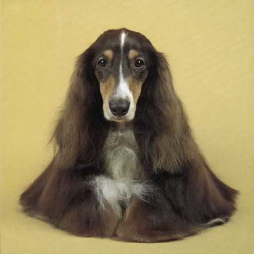 Long-haired dog with a brushed-out, de-shedded coat