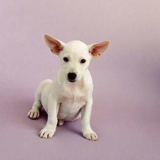 Young puppy on a pastel backdrop for a first-groom appointment